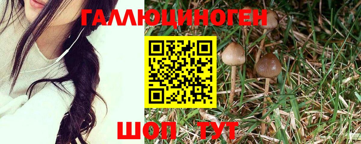 Псилоцибиновые грибы Cubensis  Вход с VPN  Новодвинск 